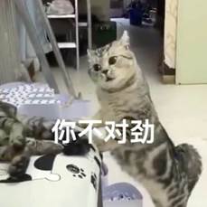 猫的照片上写着字 描述已自动生成